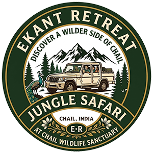 jungle-safari
